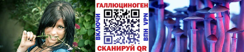 купить   Любим  Галлюциногенные грибы Psilocybe 